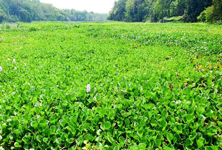 নড়াইলের দুটি নদীর ৪০ কিলোমিটার  এলাকার কচুরিপানা পরিষ্কার কাজের উদ্ধোধন করা হলো